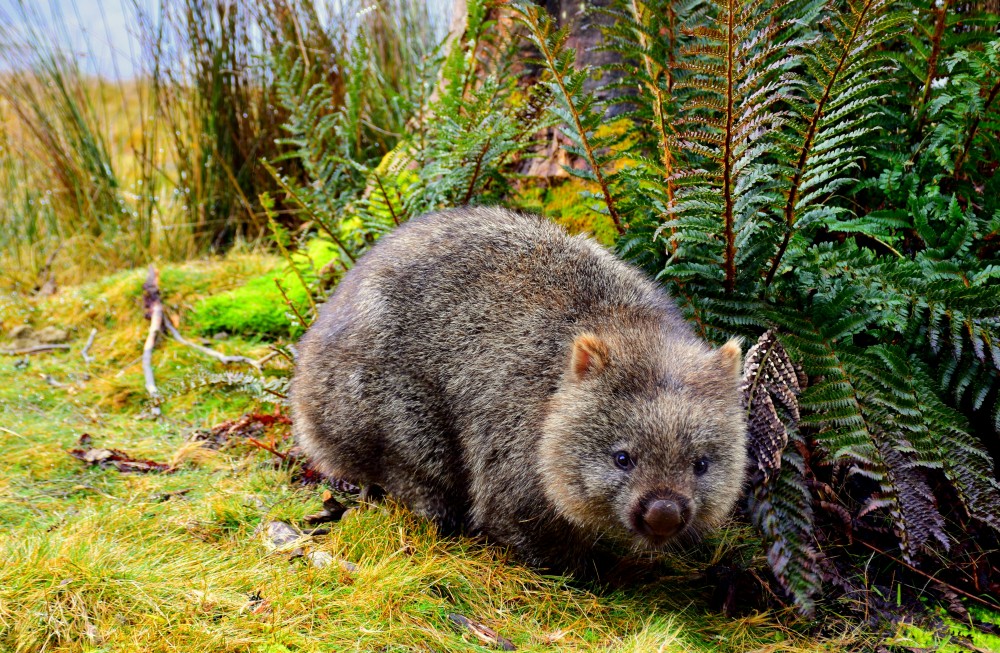 A wild wombat foraging among ferns and grass